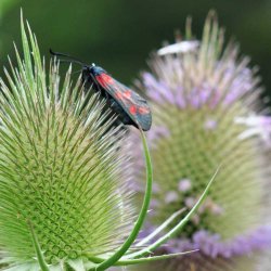 �gte kartebolle fr�. Dipsacus sativus. Ca. 70 Fr�