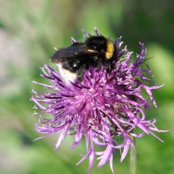 Knopurt fr�. Stor. Centaurea scabiosa. Ca. 80 Fr�
