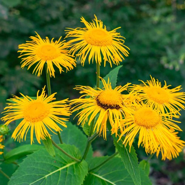 L�gealant fr�. Inula helenium. Ca. 380 Fr�