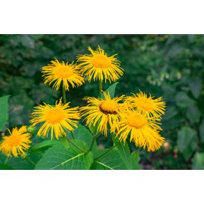 Lgealant. Inula helenium. Fr