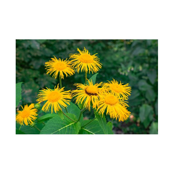 Lgealant. Inula helenium. Fr