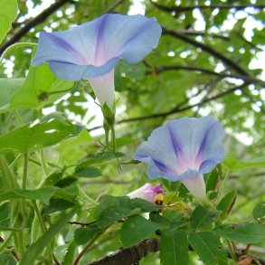 Pragtsnerler fr�. Caprice. Ipomoea purpurea. Ca. 100 Fr�