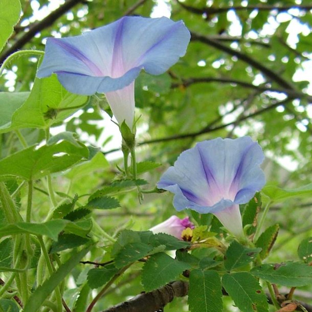 Pragtsnerler fr�. Caprice. Ipomoea purpurea. Ca. 100 Fr�
