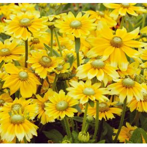 Solhat. Irish eyes. Rudbeckia hirta. Fr