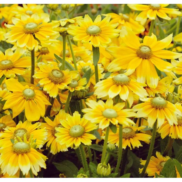Solhat. Irish eyes. Rudbeckia hirta. Fr