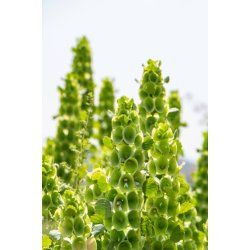 Tragtbger. Moluccella laevis. Fr.