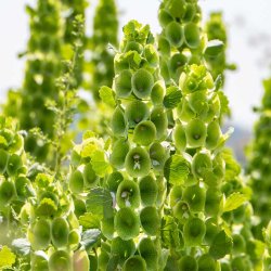 Tragtb�ger fr�. Moluccella laevis. Ca. 120 Fr�.