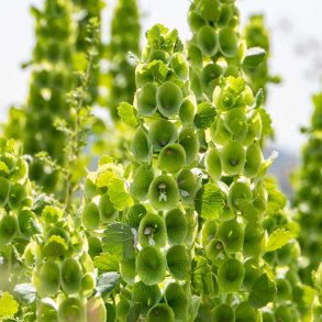 Tragtb�ger fr�. Moluccella laevis. Ca. 120 Fr�.