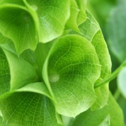 Tragtb�ger fr�. Moluccella laevis. Ca. 120 Fr�.