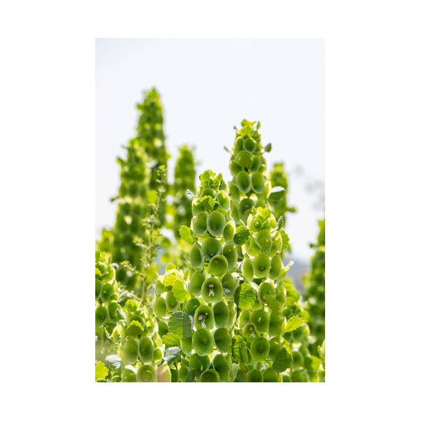 Tragtbger. Moluccella laevis. Fr.