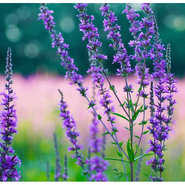 Isop. Bl. Hyssopus officinalis. Fr