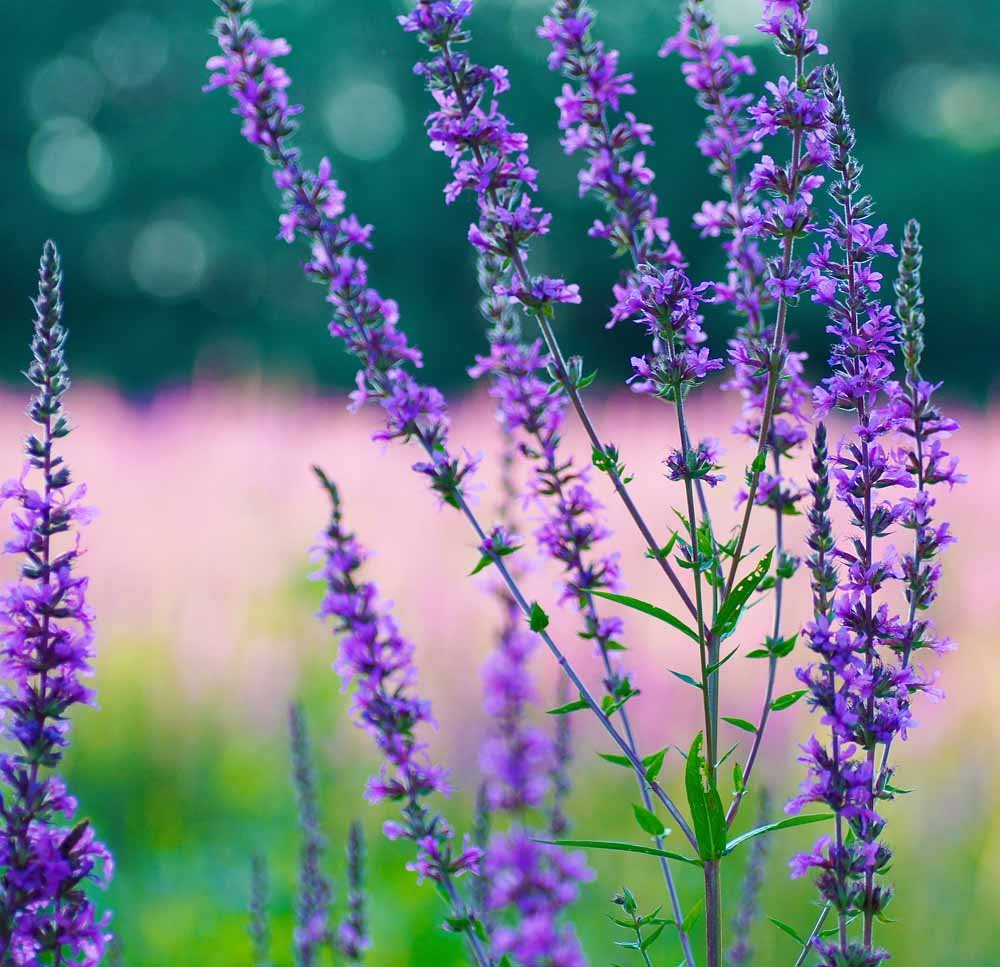 Isop. Blå. Hyssopus officinalis. Frø i storkøbsposer.