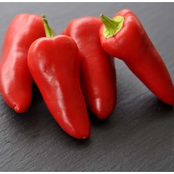 Chili. Jalapeno. Capsicum annuum. Fr.