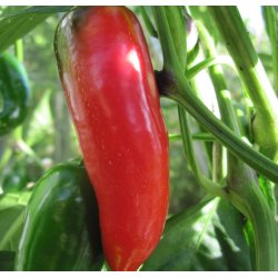Chili. Jalapeno. Capsicum annuum. Fr.