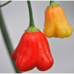 Chili. Jamaican bell. Capsicum baccatum. Fr