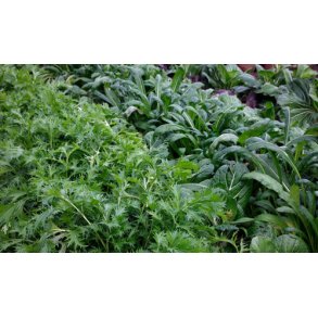 Japansk grn blanding. Fr