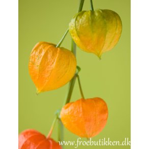 Japanske lygter / Jdekirsebr. Physalis alkekengi franchetii. Fr