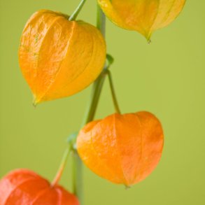 Japanske lygter / Jdekirsebr fr. Physalis alkekengi franchetii. Ca. 150 Fr