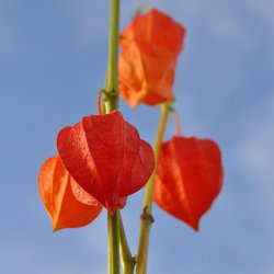 Japanske lygter / Jdekirsebr fr. Physalis alkekengi franchetii. Ca. 150 Fr