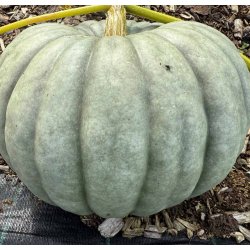 Grskar. Jarrahdale. Cucurbita maxima. Fr