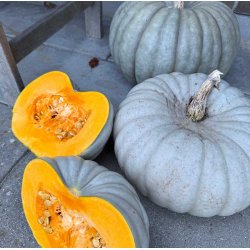 Grskar. Jarrahdale. Cucurbita maxima. Fr