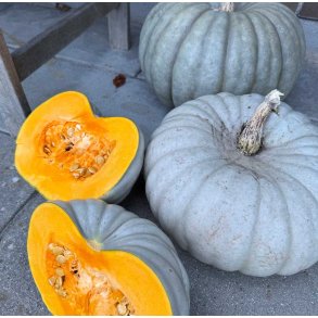 Grskar. Jarrahdale. Cucurbita maxima. Fr