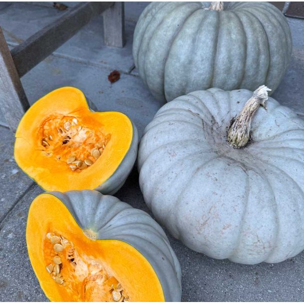 Grskar. Jarrahdale. Cucurbita maxima. Fr