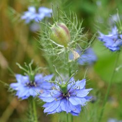 Jomfru i det gr�nne fr�. Nigella damascena. Miss Jekyll. Bl�. Ca. 1500 Fr�.
