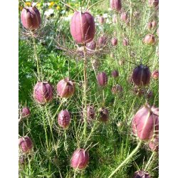 Jomfru i det grnne. Albion black marbles. Nigella damascena. Fr