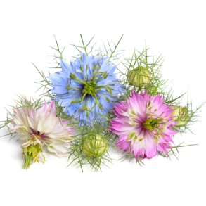 Jomfru i det grnne. Persian jewels. Nigella damascena. kologisk. Fr