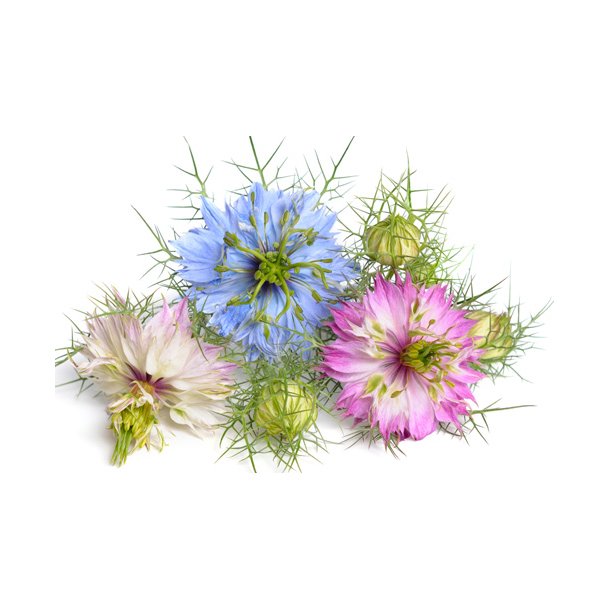 Jomfru i det grnne. Persian jewels. Nigella damascena. kologisk. Fr