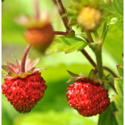 Jordbr. Baron von Solemacher. Fragaria vesca. Fr