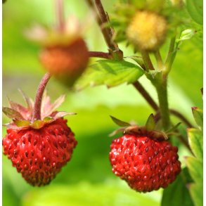 Jordbr. Baron von Solemacher. Fragaria vesca. Fr