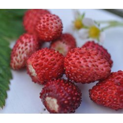 Jordbr. Baron von Solemacher. Fragaria vesca. Fr