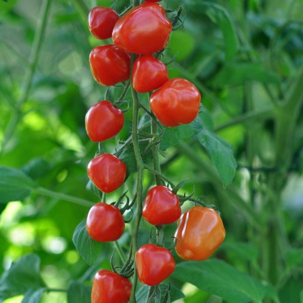 Tomat fr�. Gardenberry. Solanum lycopersicum. F1. Ca. 8 Fr�