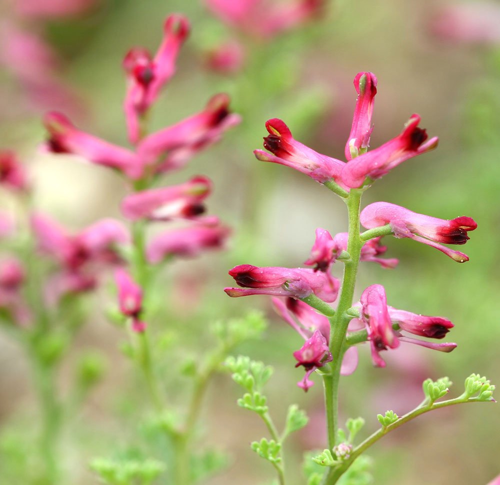 Jordrøg- Vilde blomster