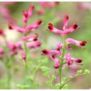 Jordrg. Fumaria officinalis. Fr