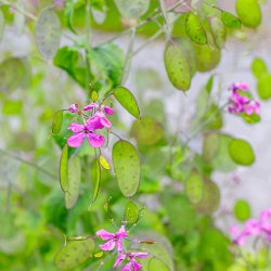 Judaspenge fr�. Lunaria annua. Violet. Ca. 100 Fr�.