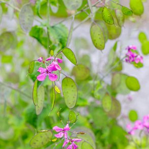 Judaspenge fr�. Lunaria annua. Violet. Ca. 100 Fr�.
