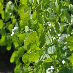 Judaspenge fr�. Lunaria annua. Violet. XL pose. Ca. 1200 Fr�.