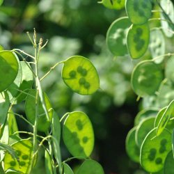 Judaspenge fr�. Lunaria annua. Violet. Ca. 100 Fr�.