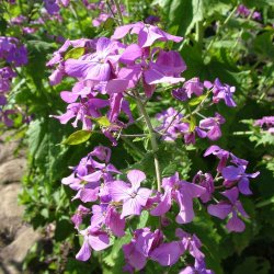 Judaspenge fr�. Lunaria annua. Violet. Ca. 100 Fr�.