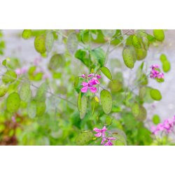 Judaspenge. Lunaria annua. Violet. Fr.