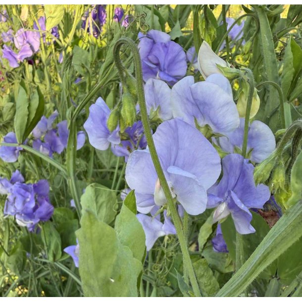 rteblomster. Perfume. Just Julia. Lathyrus odoratus. Fr.