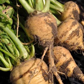 K�lrabi fr�. Goldana. Brassica napus napobrassica. Ca. 900 �kologiske fr�