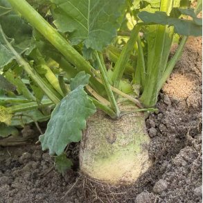 Klrabi. Wilhelmsburger. Brassica napus napobrassica. Fr