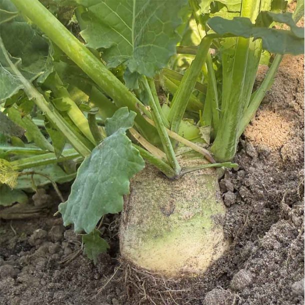 Klrabi. Wilhelmsburger. Brassica napus napobrassica. Fr