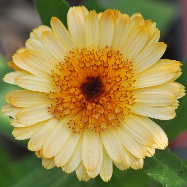 Morgenfrue fr�. Kablouna. Apricot. Calendula officinalis. Ca. 160 Fr�