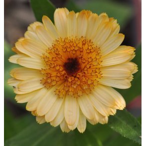 Morgenfrue. Kablouna. Apricot. Calendula officinalis. Fr