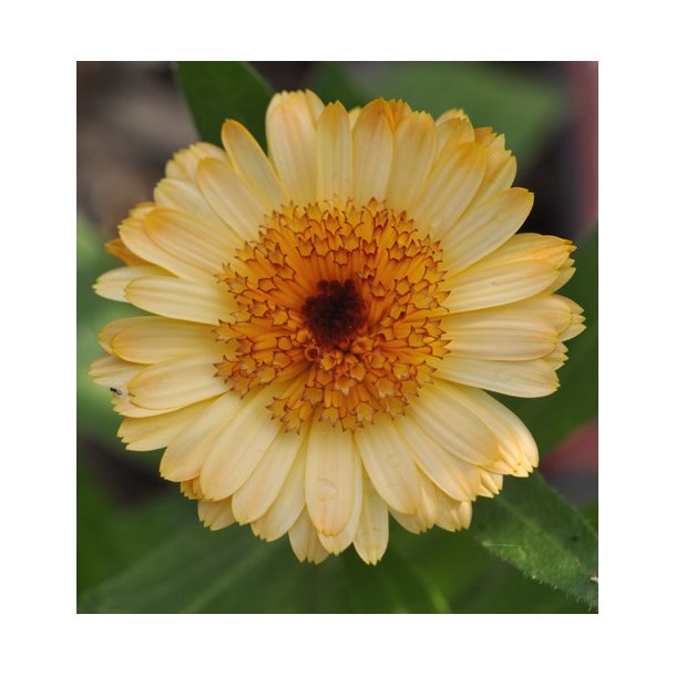 Morgenfrue. Kablouna. Apricot. Calendula officinalis. Fr